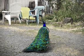 Nature Outdoors Garden
