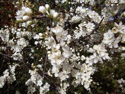 Flower Plant Tree