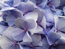Flower Color Plant