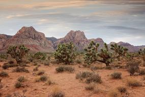 Bonnie Springs Ranch Rock Geology