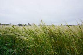 Cheongbori Barley Field