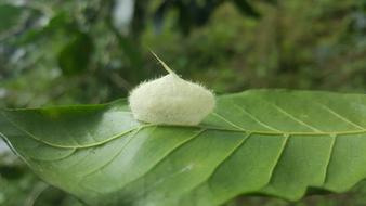 Leaf Nature Plant