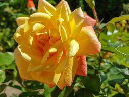 Yellow Rose Flower