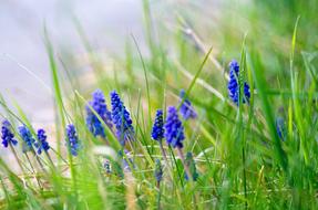 Blossom Bloom Blue