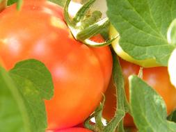 juicy tomatoes in the garden