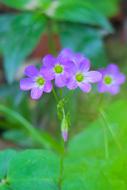 Shamrock Hong Kong Clover Wild