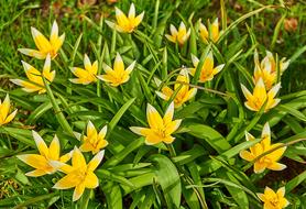 Tarda Tulip Tulipa