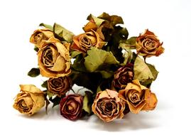 Roses Flowers Dried