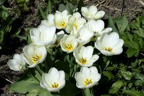 Tulip Blossom Bloom