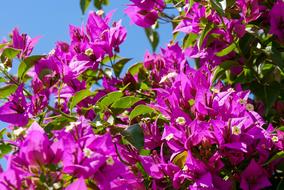 Nature Plant Bougainvillea
