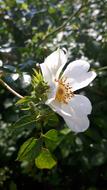Rosehip Flower Leaves
