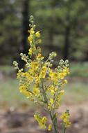 Wolf Ears Plant Forest