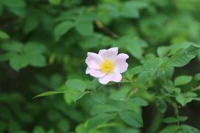 Rosehip Flower Plant