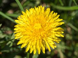 Dandelion Yellow Flower Sonchus