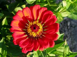 Garden Nature Zinnia Close