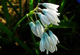 Nature Flower Plant