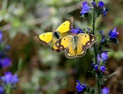 Butterfly Yellow Pair