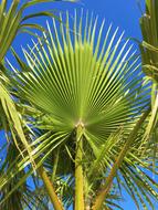 Arecaceae Tropical Tree