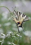 Butterfly Dovetail White