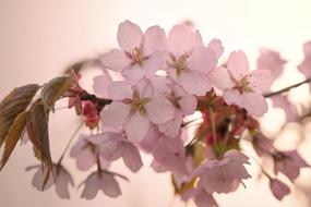 Nature Cherry Tree Inflorescence
