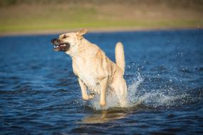 Dog bathes in water