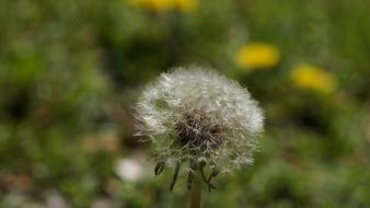 Nature Dandelion Flora
