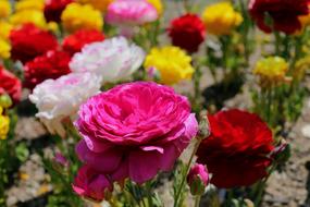 Flower Flora Nature