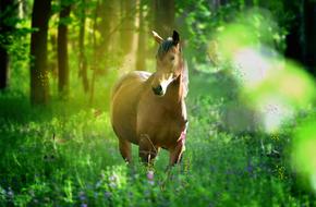 Grass Nature Animal