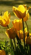 Tulips Tulip Bouquet Yellow