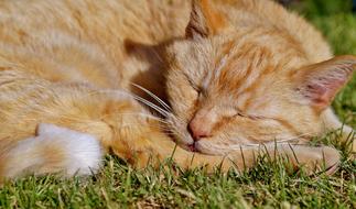 Red cat sleeps on green grass