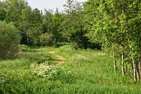 Landscape Woodland Footpath