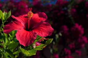 Hibiscus Flower Nature