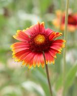 Blanket Flower Garden Nature