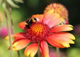 Blanket Flowers Garden Nature