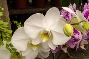 Orchid White Flower