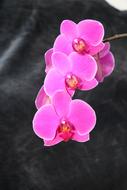 Orchid Flower