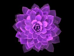 mandala cactus flower nature rosa