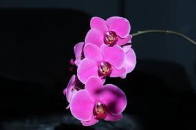 Orchid Flower