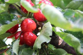 Fruit Leaf Nature