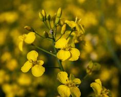 Oilseed Rape Field Nature
