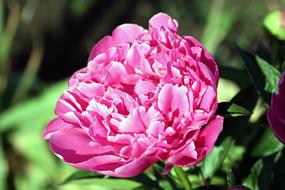 Peony Flower Hatching