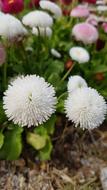 Nature Plants Flowers