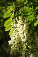 white acacia on a tree