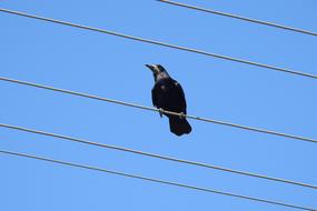 Raven Crow High Voltage Wires