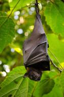 Nature Leaf Hang Animal