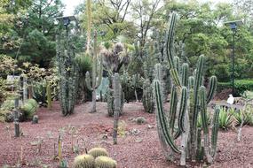 Cactaceae Plant Nature