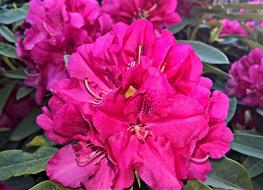 Plant Rhododendron Large Flowers