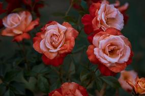 Roses Red Flower