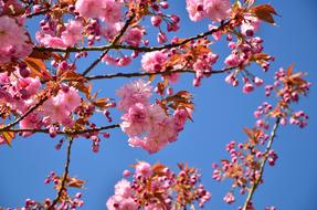 Japanese Flowering Cherry
