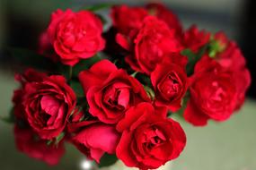 Roses Red Nature Beautiful